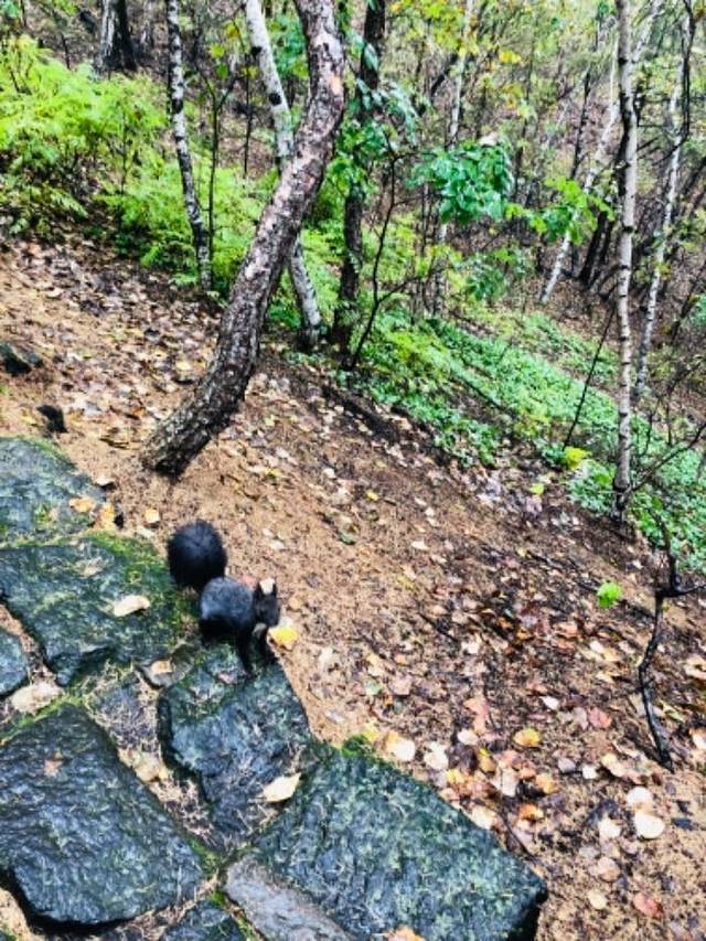 老黑山(火山)景区