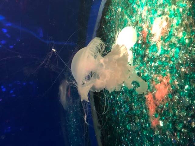 欢乐海岸海洋奇梦馆