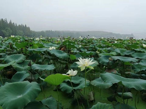 三潭印月旅游景点攻略图