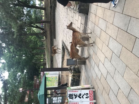 伏见稻荷大社旅游景点攻略图