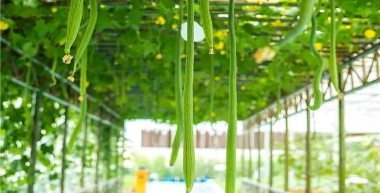 益阳现代农业示范园