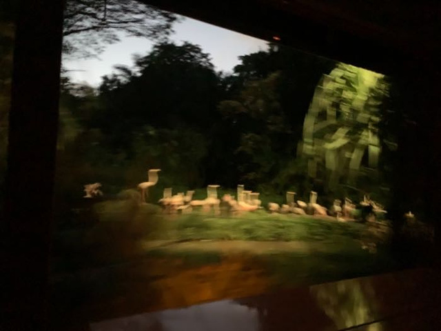 "真的有点远，手滑买了英文小火车，事实上看起来就是游览车而已，黑乎乎的环境对3岁不到的孩子而言就..._新加坡夜间野生动物园"的评论图片
