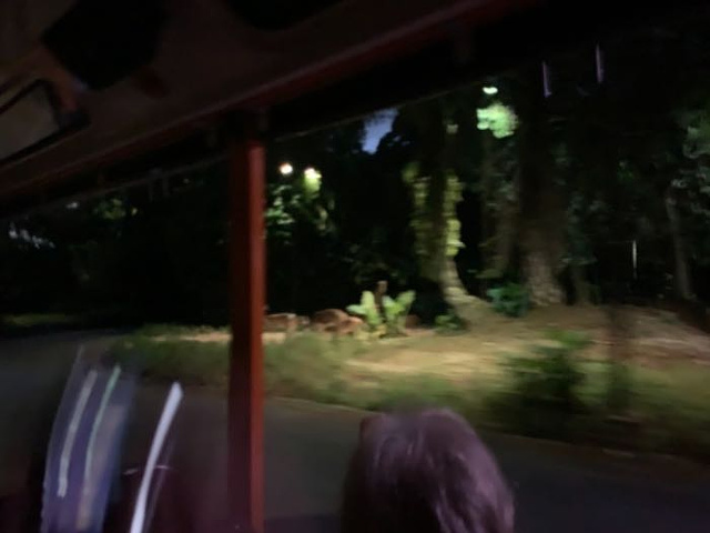 "真的有点远，手滑买了英文小火车，事实上看起来就是游览车而已，黑乎乎的环境对3岁不到的孩子而言就..._新加坡夜间野生动物园"的评论图片