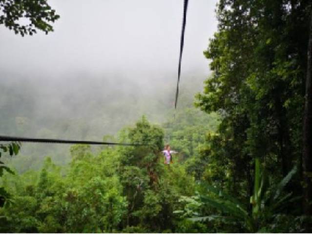 Jungle Flight Office