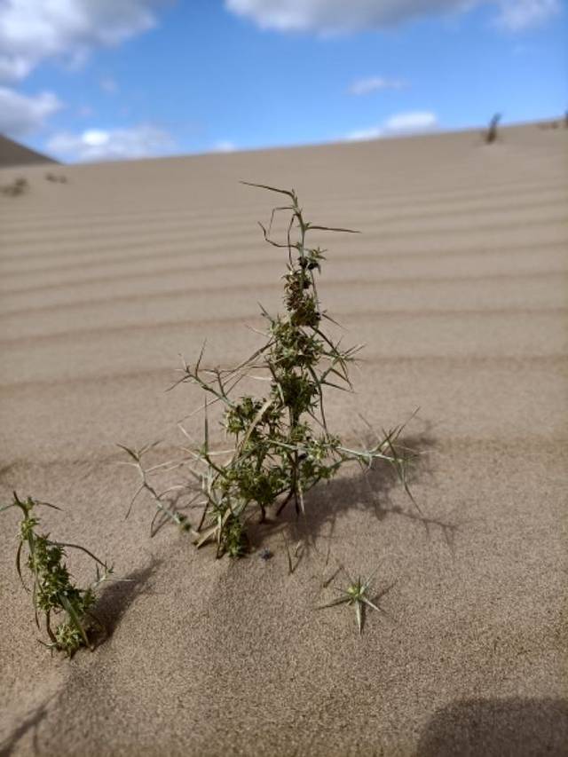 草甘沙漠旅游区