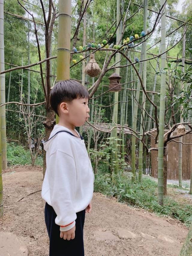 湖州长颈鹿庄园