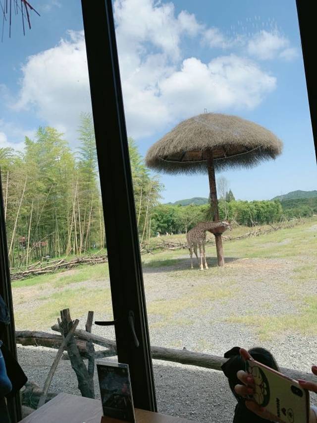 湖州长颈鹿庄园