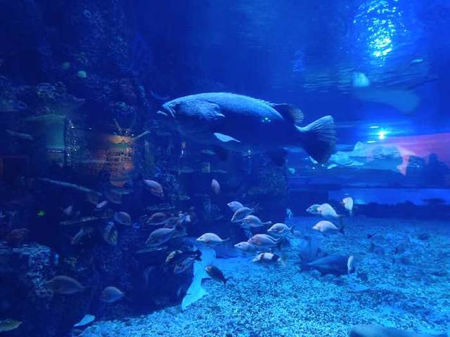 荆州小梅沙海洋馆