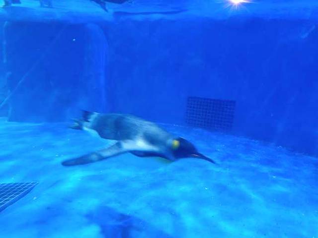 荆州小梅沙海洋馆