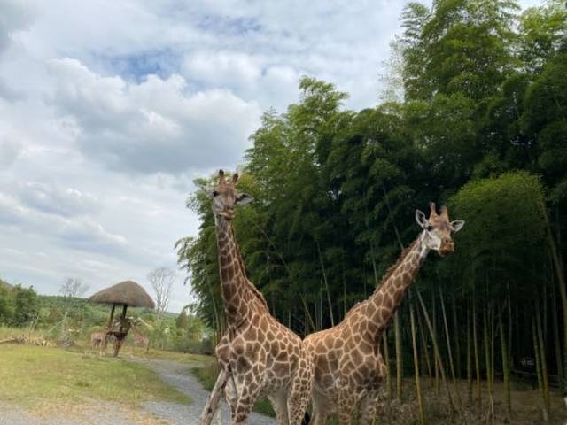 湖州长颈鹿庄园