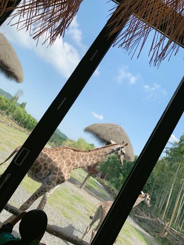 湖州长颈鹿庄园