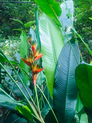 "比较有意义的一个旅游景点，导游肖肖详细的为大家介绍了各种热带雨林植物的生长习性，十分耐心_望天树景区"的评论图片