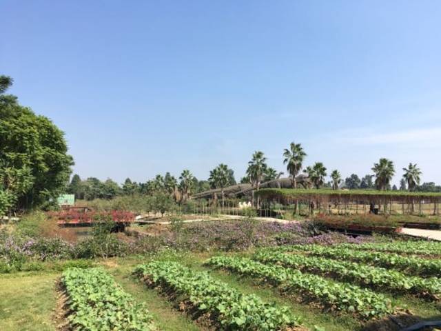 梦里水乡百花园