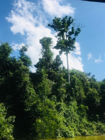 "比较有意义的一个旅游景点，导游肖肖详细的为大家介绍了各种热带雨林植物的生长习性，十分耐心_望天树景区"的评论图片