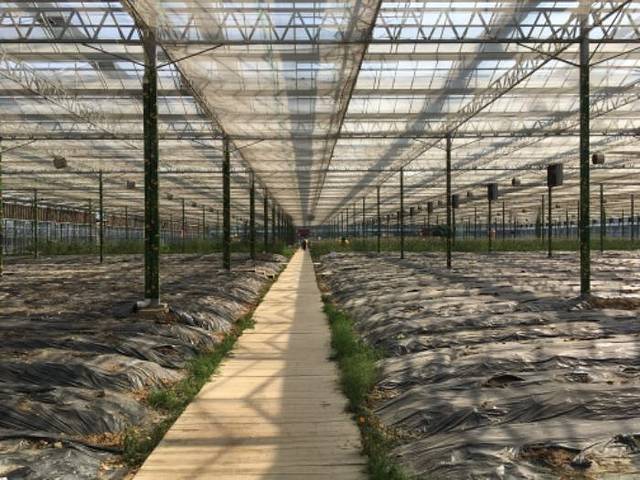 梦里水乡百花园