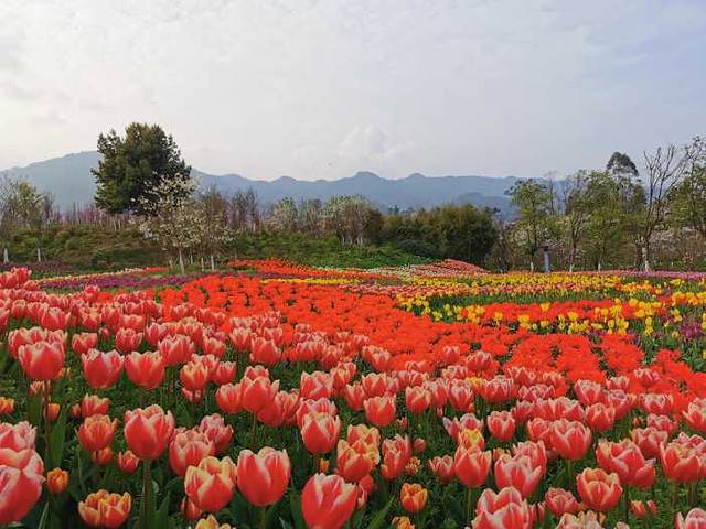 垫江牡丹樱花世界