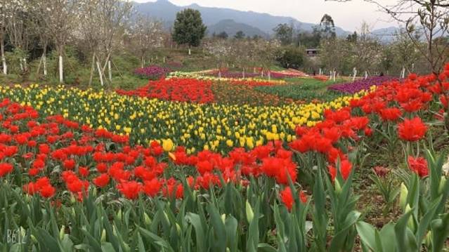 垫江牡丹樱花世界