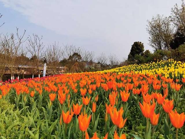 垫江牡丹樱花世界