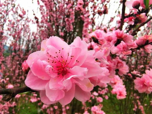 垫江牡丹樱花世界