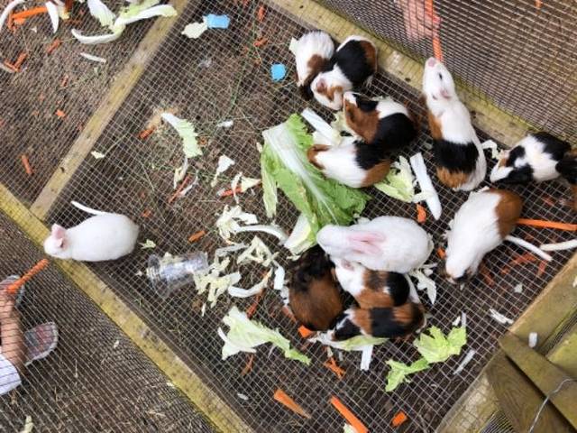 松鼠咔咔森林乐园