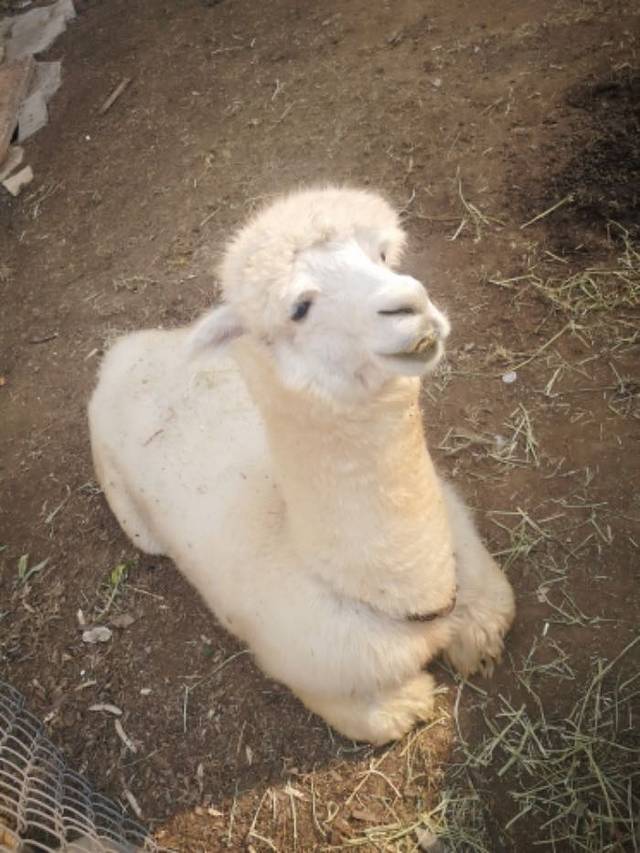 盛京荟亲子动物乐园