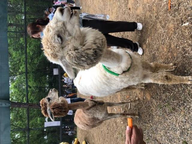 松鼠咔咔森林乐园