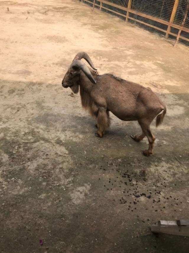 东北庄野生动物园