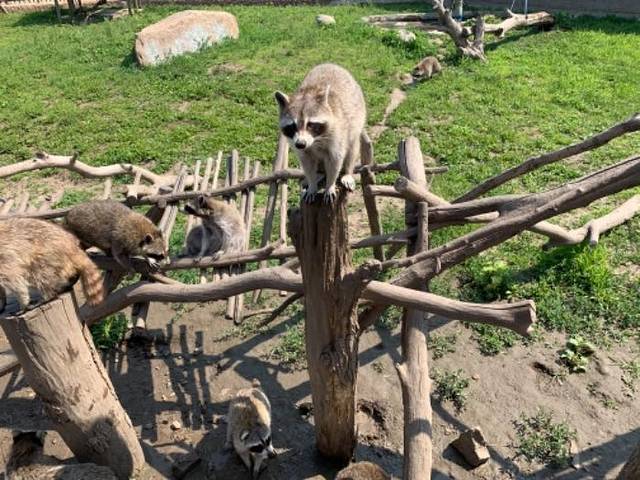 2021龍沙動植物園門票,齊齊哈爾龍沙動植物園遊玩攻略,龍沙動植物園