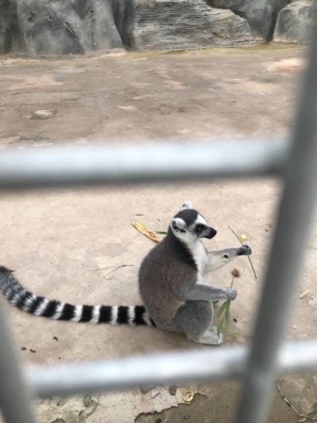 东北庄野生动物园