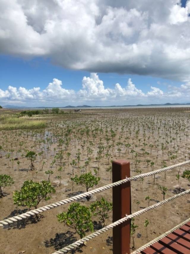 海陵岛红树林国家湿地公园