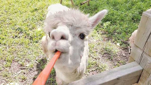 森工平山皇家鹿苑