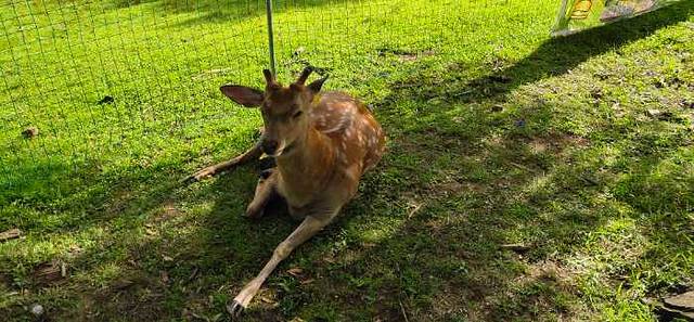 森工平山皇家鹿苑