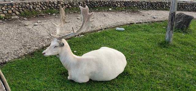 森工平山皇家鹿苑