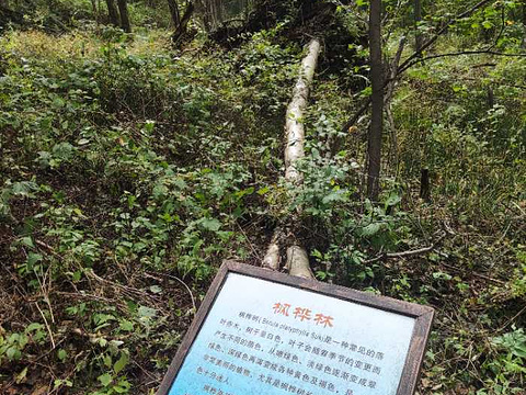 青山国家森林公园旅游景点图片