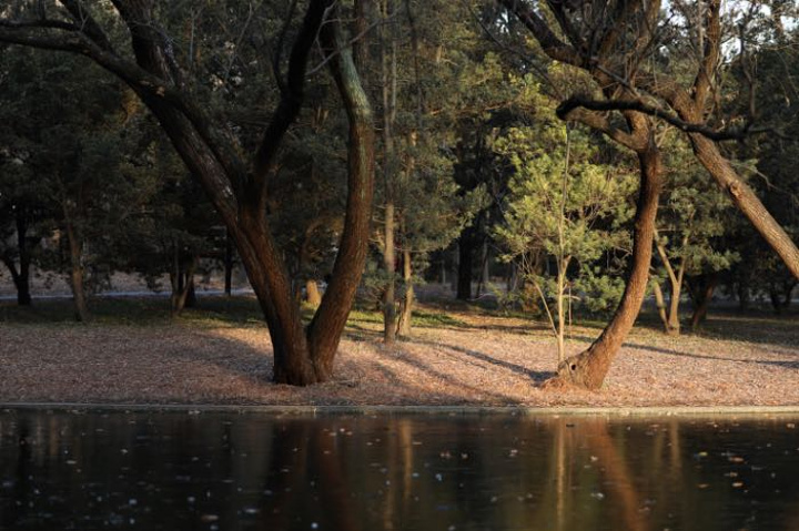 "今年冬天水面已经结冰了，由于天气比较冷的关系，人也比较少，非常适合拍照了_上海共青森林公园"的评论图片