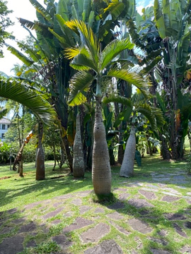 中科院西双版纳热带植物园旅游景点攻略图