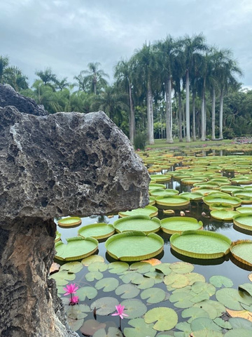 "_中科院西双版纳热带植物园"的评论图片