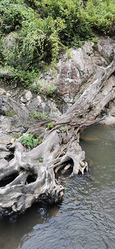 海南百花岭热带雨林文化旅游区旅游景点攻略图