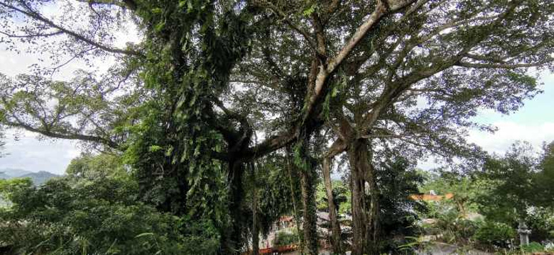 海南百花岭热带雨林文化旅游区旅游景点图片
