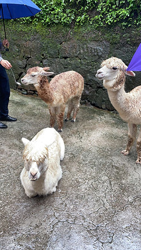 碧峰峡野生动物世界旅游景点攻略图