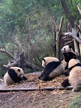 成都大熊猫繁育研究基地旅游景点攻略图