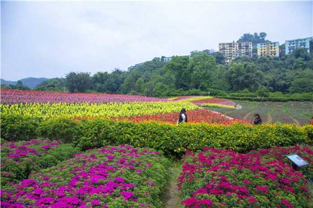 清溪谷旅游区-花田酒地景区