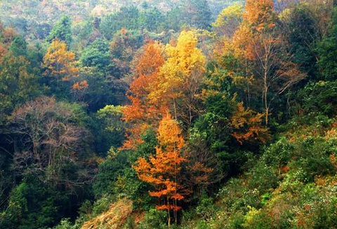 阳明山国家森林公园旅游景点攻略图