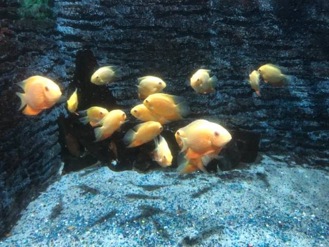 安庆海昌海洋探索馆