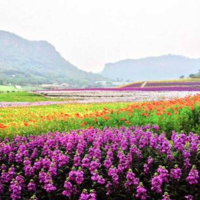 清溪谷旅游区-花田酒地景区