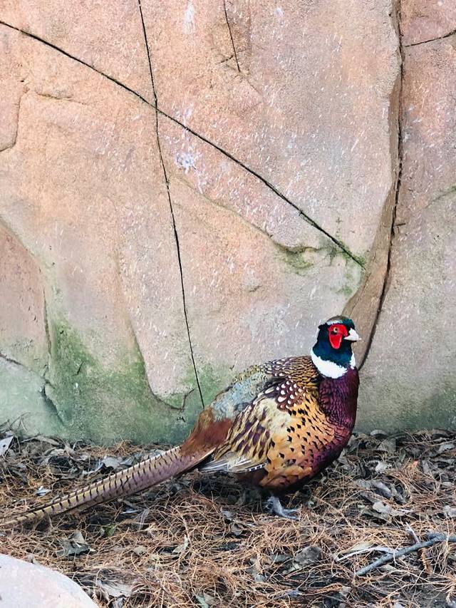 武汉东湖飞鸟世界