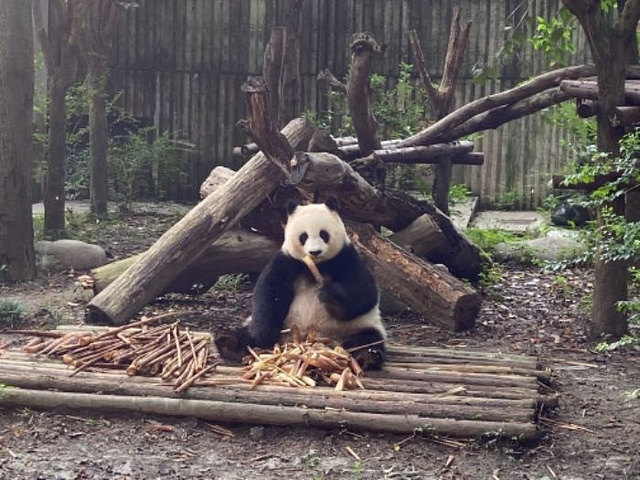 "_成都大熊猫繁育研究基地"的评论图片