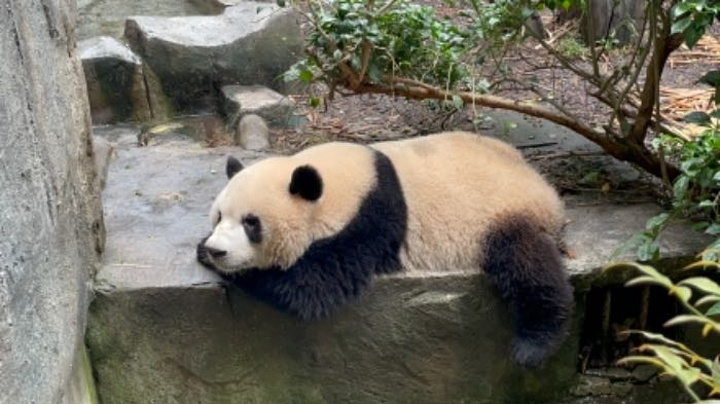 "导游小彭同学超级超级好！一天下来真是很辛苦啦❤️祝你越来越好哦❤️_成都大熊猫繁育研究基地"的评论图片