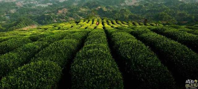 牛碾坪万亩观光茶园
