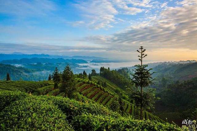 牛碾坪万亩观光茶园